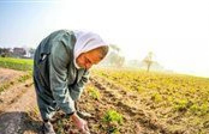 كواليس ارتفاع الصادرات الزراعية على حساب السوق المحلية وأسرار غلاء الأسعار التي أثقلت كاهل المواطن