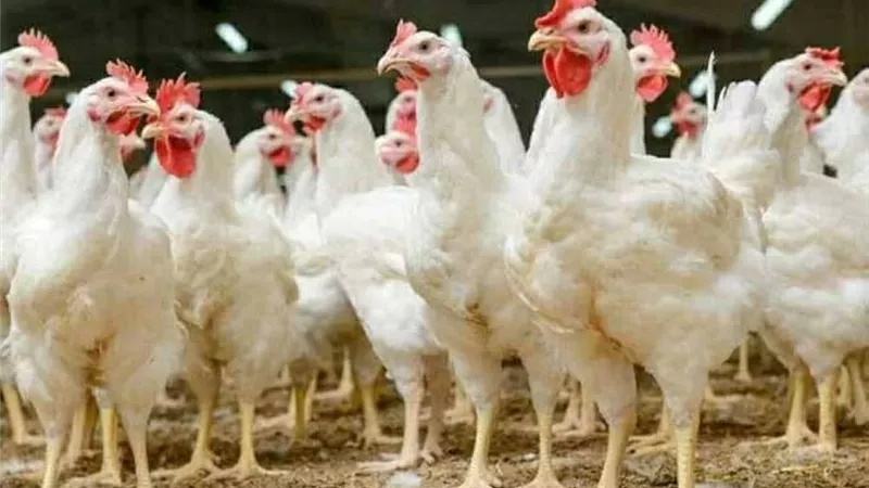 أسعار الدجاج اليوم تتغير وفقًا للسوق والمبادلات التجارية