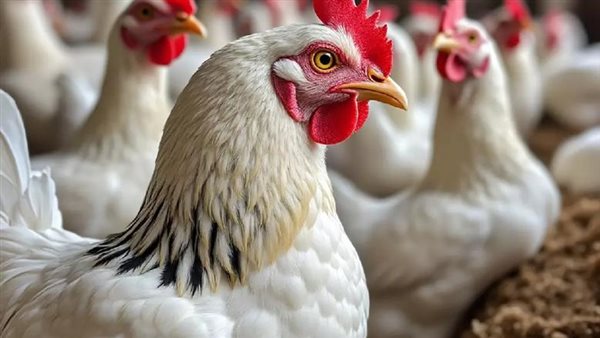 ارتفاع سعر الفراخ البيضاء بمقدار 5 جنيهات في أسواق اليوم الأربعاء