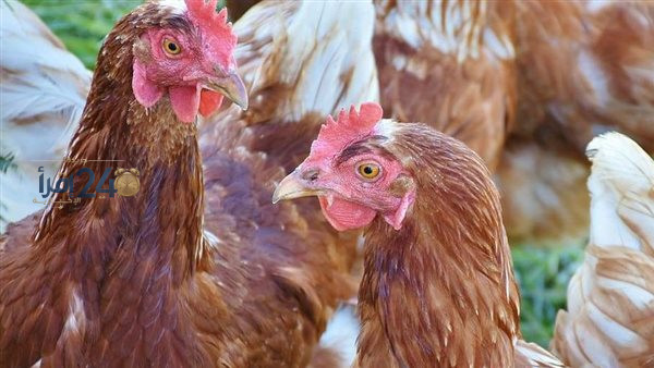 أسعار الدواجن والبيض اليوم الثلاثاء 6 أكتوبر