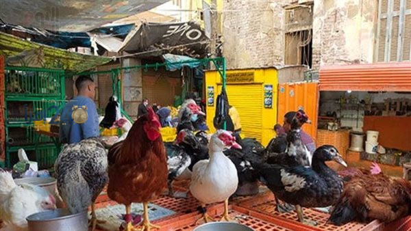 أسعار الدواجن والبيض اليوم تعرف على أسعار البيضاء والساسو والبلدي والبانيه