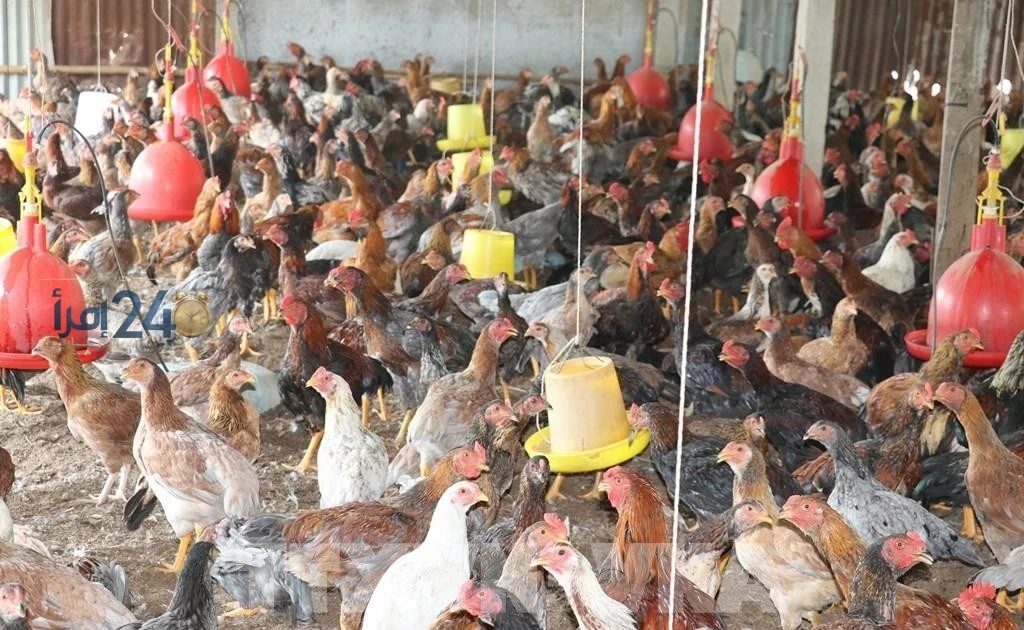 مربو الدواجن يضطرون لتحمل خسائر فادحة بسبب تراجع أسعار الدواجن المستمر