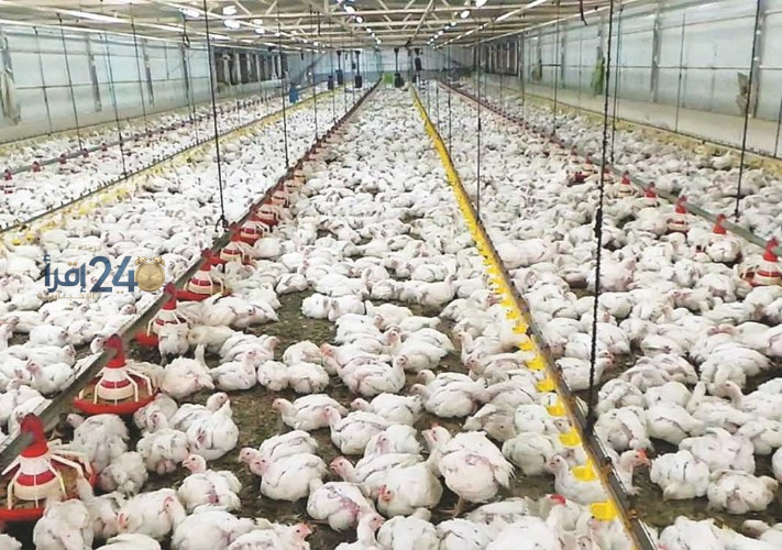 أسعار الفراخ في بورصة الدواجن اليوم الأحد 11 أكتوبر 2026
