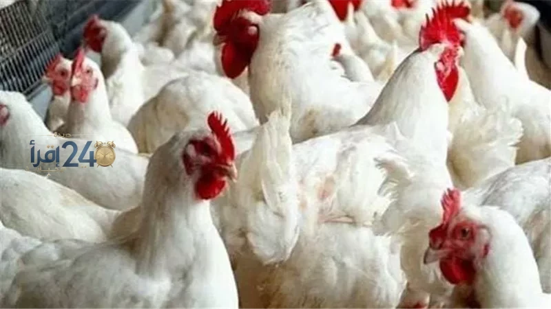 ارتفاع الدولار يعزز أسعار الفراخ البيضاء اليوم الأربعاء 14 أكتوبر