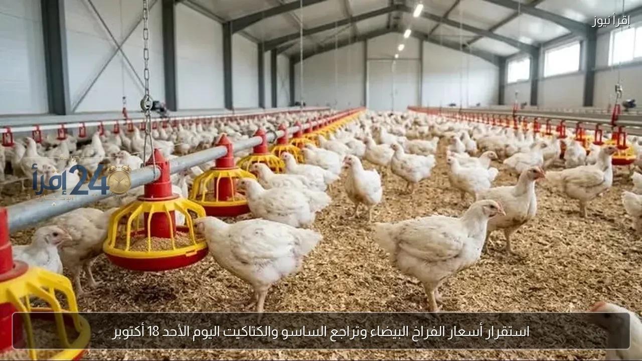 استقرار أسعار الفراخ البيضاء وتراجع أسعار الساسو والكتاكيت في السوق اليوم الأحد 18 أكتوبر