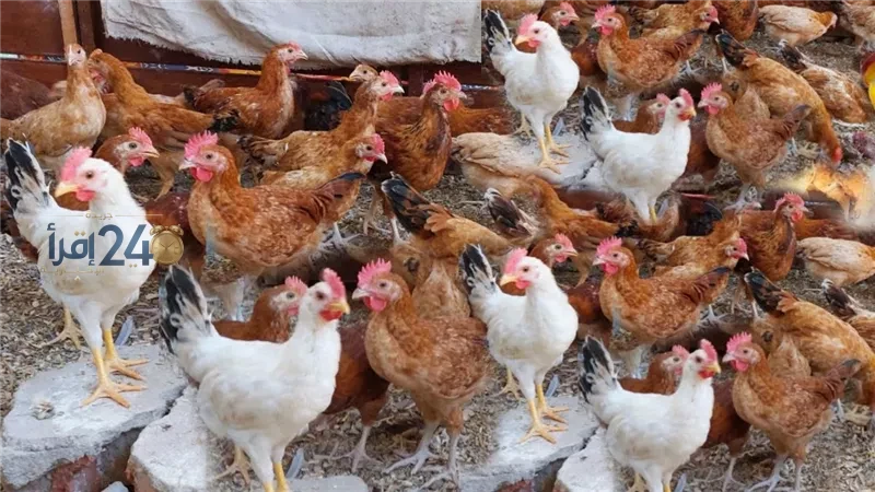 أسعار الفراخ اليوم في مصر تسجل 88 جنيها للكيلو وسط انخفاض البلدي