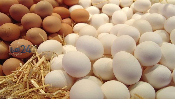 مصر تتفاوض لبدء تصدير البيض البلدي إلى ألمانيا لأول مرة في تاريخها