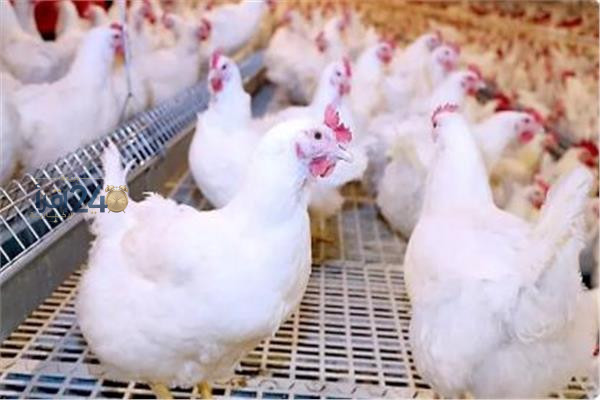 ثروت الزيني يكشف عن مفاجأة بشأن أسعار الكتاكيت وإنتاج الدواجن بعد خسائر المربين