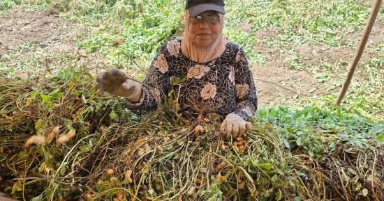 استمرار موسم حصاد الفول السوداني في غيطان الشرقية بأسعار تتراوح بين 40 و70 جنيها للكيلوغرام