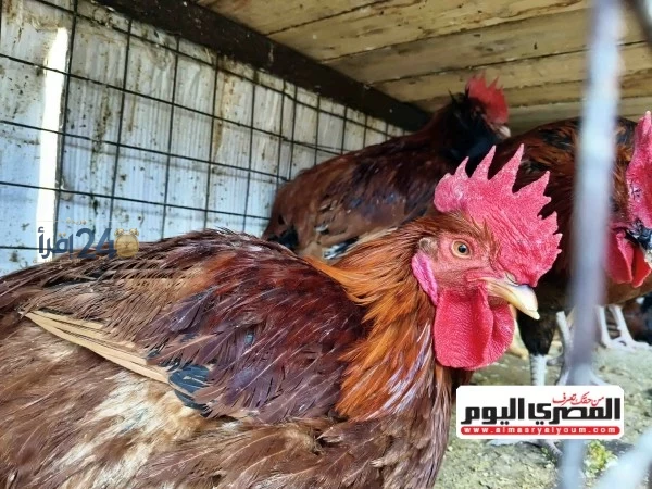أسعار الفراخ وبيض اليوم في مطروح تشهد ارتفاعات وتذبذبات ملحوظة