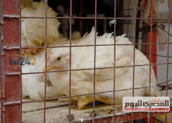 سعر كيلو الفراخ البيضاء يسجل ارتفاعًا جديدًا خلال تداولات اليوم الخميس 8 أكتوبر 2026 في الأسواق والبورصة