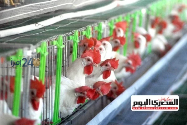 عضو بشعبة الدواجن يوضح أن كبار المنتجين يسيطرون على السوق ويشكلون ثلثي الإنتاج