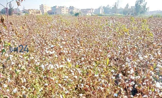 الذهب الأبيض يزين حقول الشرقية مع استعداد 37 ألف فدان لانطلاق موسم حصاد القطن