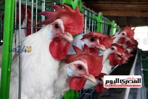رئيس شعبة الدواجن بغرفة الجيزة التجارية يتوقع تراجعا في أسعار الدواجن في الفترة المقبلة