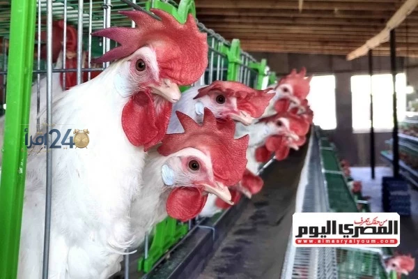 رئيس شعبة الدواجن يتوقع تراجع أسعار المنتج بعد تخطيها حاجز الـ100 جنيه