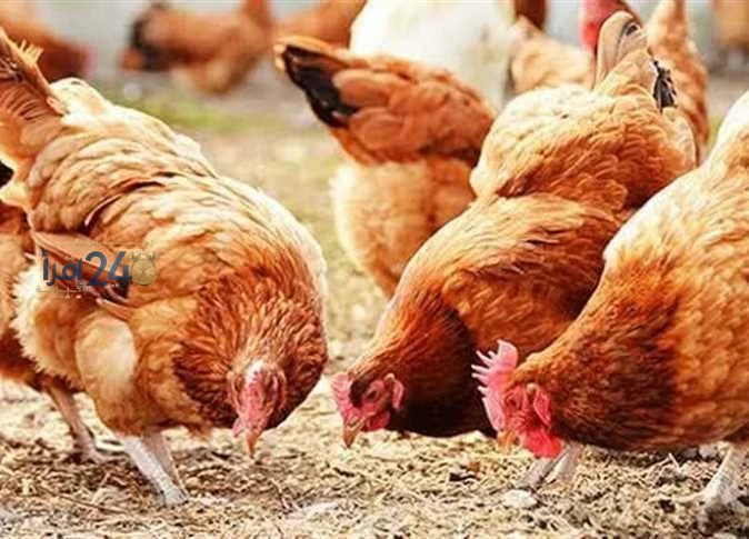 سعر الفراخ الساسو وكرتونة البيض في أسواق الشرقية اليوم الإثنين 12 أكتوبر 2026