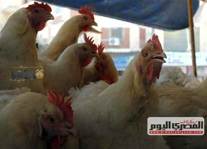أسعار الكيلو من الفراخ البيضاء تواصل الارتفاع وسط تقلبات السوق والدواجن اليوم الثلاثاء 13 أكتوبر 2026 في الأسواق والبورصة