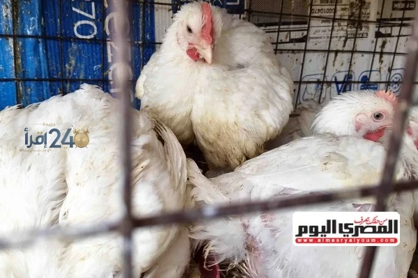 تراجع جديد في سعر الفراخ البيضاء للمستهلك اليوم الثلاثاء 13-10 يرافقه تحركات في بورصة الدواجن