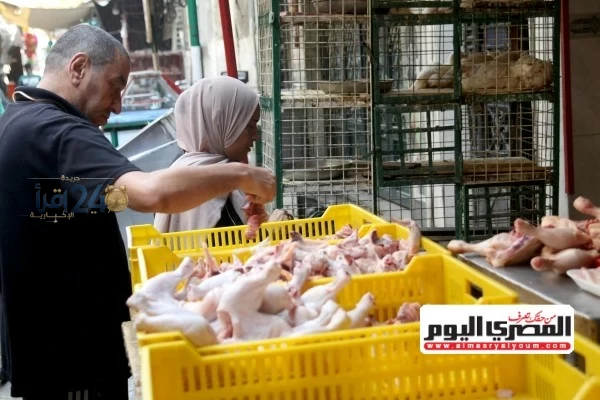أسعار الفراخ البيضاء والتسمين والساسو والفيومي في أسواق الإسكندرية ليوم الجمعة 16 أكتوبر 2026