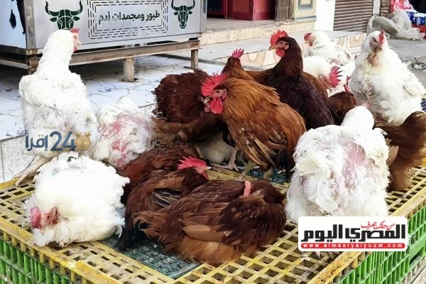 أسعار الكيلو من الفراخ اليوم في أسواق الإسكندرية السبت 17 أكتوبر 2026