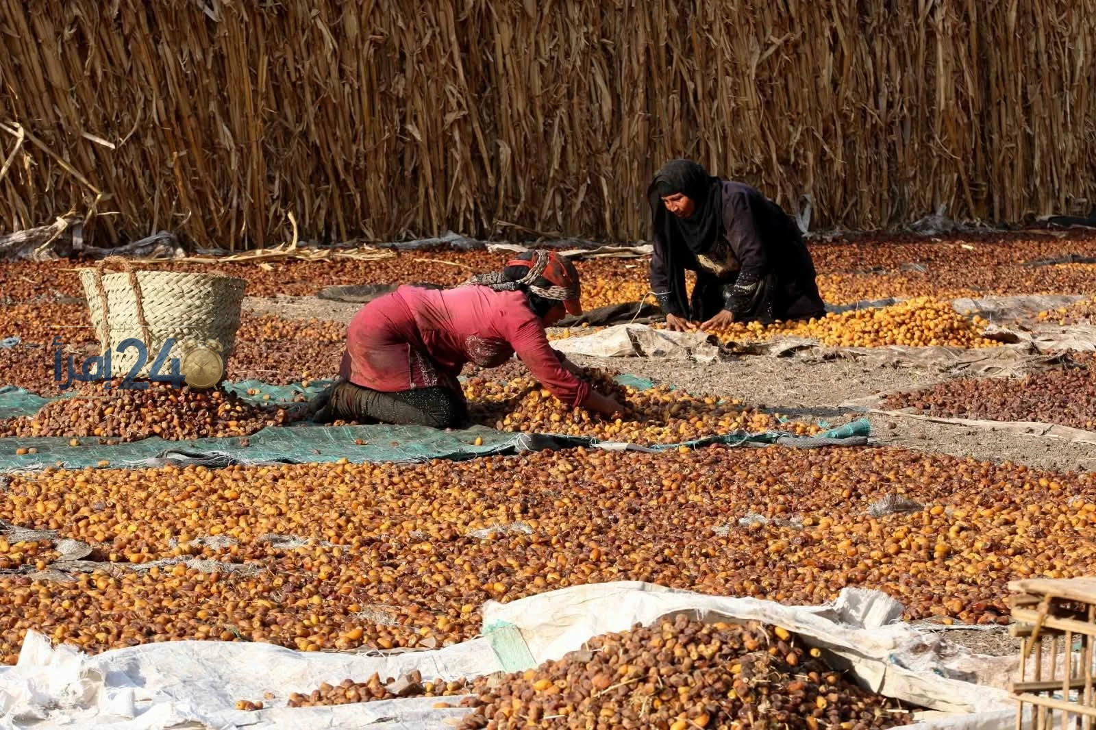 أسعار التمر في أسواق مطروح وسيوة تتراجع إلى 200 جنيه لشراء كيلو السكري
