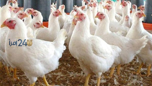 أسعار الفراخ البيضاء تتراجع وتواصل استقرارها في السوق المحلية