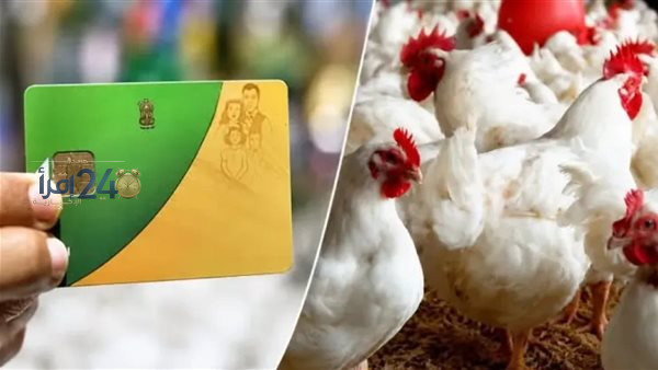 اجتماع شعبة الدواجن يناقش مجزئات الفراخ على بطاقات التموين وتفاصيل الأسعار المقترحة