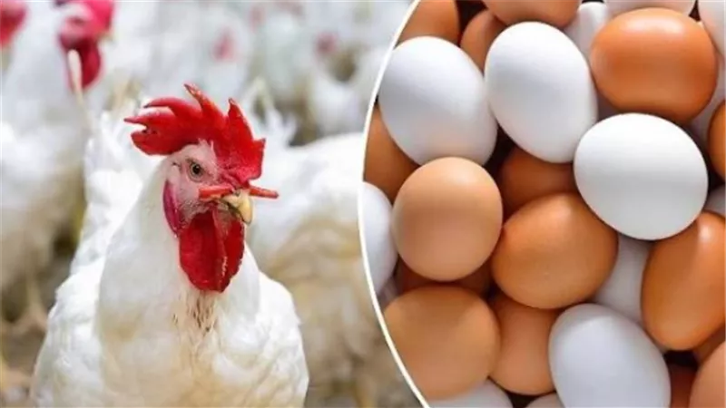أسعار الدواجن في السوق المحلية تتذبذب بين الانخفاض والارتفاع اليوم
