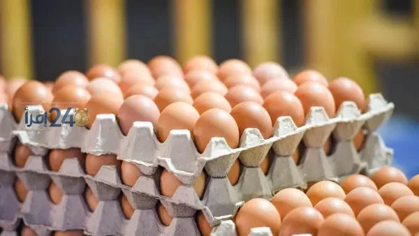 ارتفاع ملحوظ في أسعار البيض في الأسواق المحلية مع اقتراب موسم المدارس