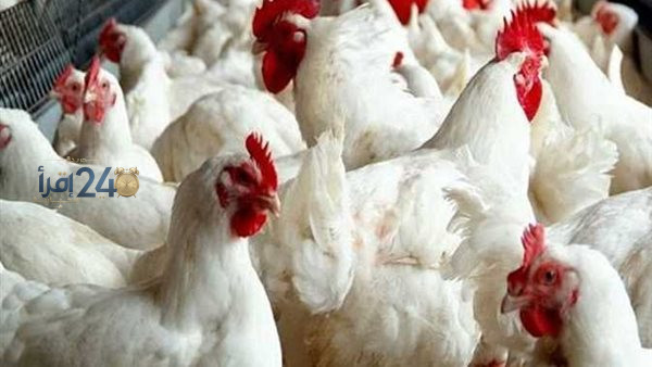 ثابت أسعار الفراخ في سوق اليوم الجمعة واستعدادات السوق لاستقبال عطلة نهاية الأسبوع