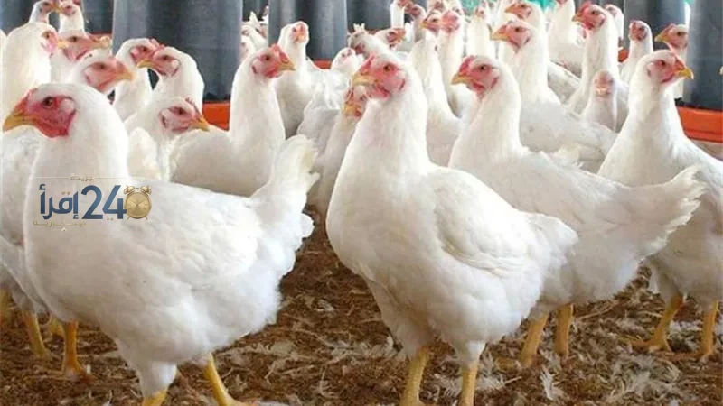 أسعار الدواجن اليوم في الأسواق المحلية تثير اهتمام المستهلكين والمربين