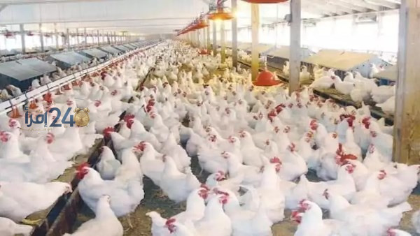 عضو اتحاد المنتجين يكشف عن تحديات صناعة الدواجن بسبب العشوائية وغياب نظام فعال لتنظيم السوق