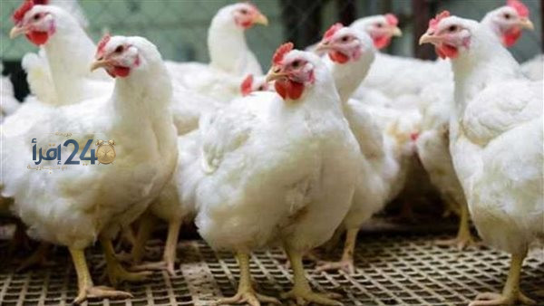 أسعار الفراخ البيضاء في البورصة والأسواق تواصل الارتفاع بعد التحديث الأخير