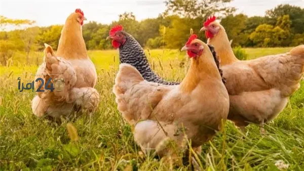 أسعار الفراخ البيضاء والبلدي في الأسواق تسجل آخر التحديثات