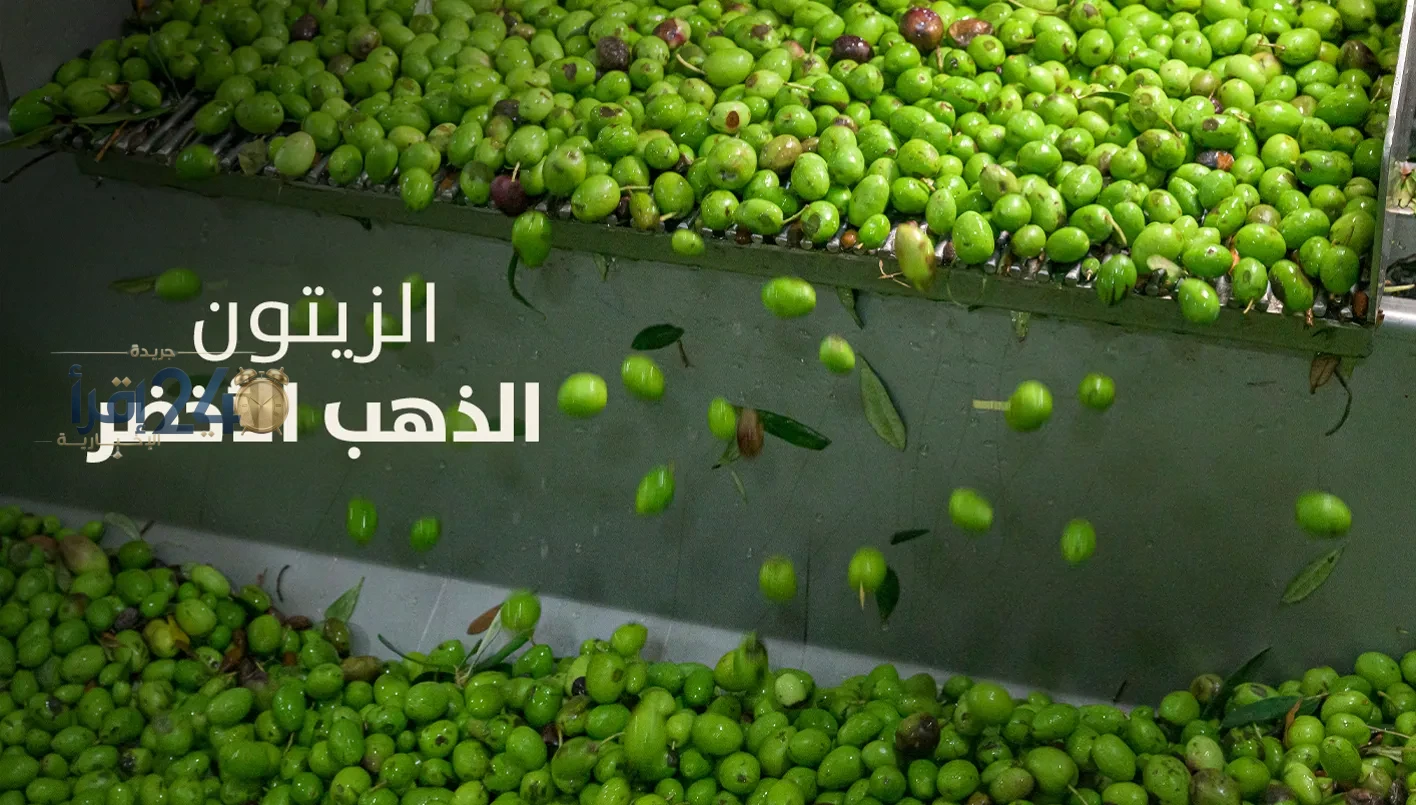 الزيتون يُعرف بالذهب الأخضر تقرير خاص من صحيفة النهار