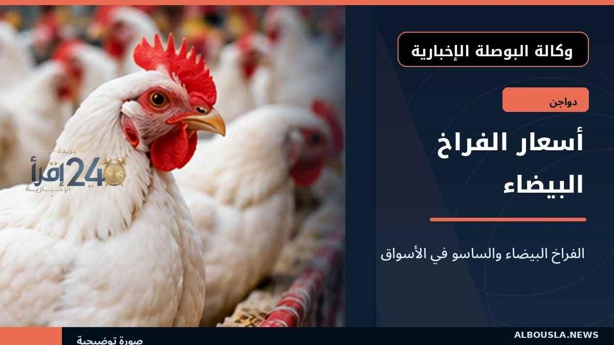 أسعار الفراخ البيضاء والساسو تتراجع مع بداية الأسبوع في السوق المصرية