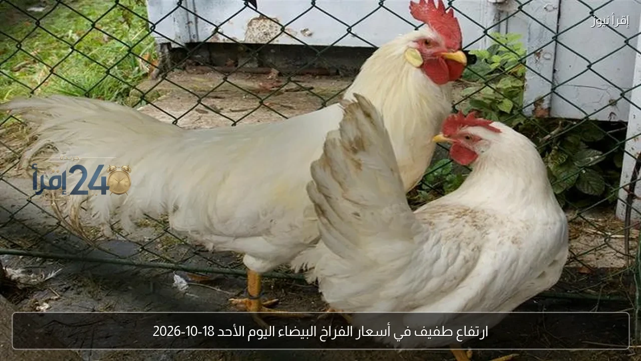 ارتفاع طفيف في أسعار الفراخ البيضاء خلال تعاملات الأحد 18 أكتوبر 2026