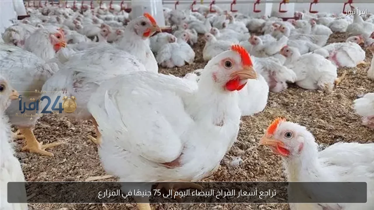 تراجع أسعار الفراخ البيضاء اليوم إلى 75 جنيهًا في المزارع