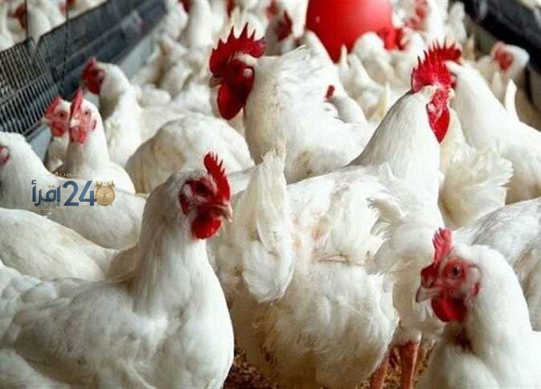 اتحاد المنتجين يكشف عن تطورات سوق الكتاكيت في مصر خلال التسعة أشهر الماضية