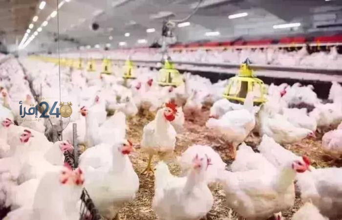 أسعار الفراخ اليوم الأحد 11 أكتوبر 2026 في البيضاء تصل إلى 92 جنيهًا والبانيه يُسجل 220 جنيهًا