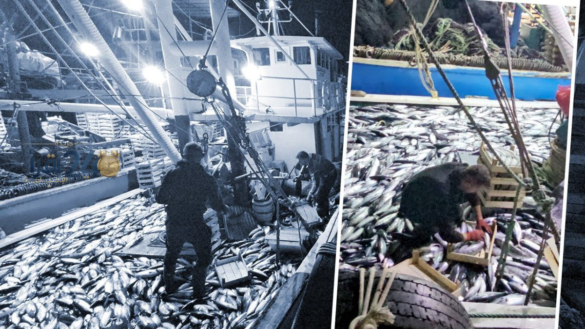 صيادو أماسرا ينجحون في اصطياد 15 ألف بلانيط قبالة جيده مع تراجع الأسعار إلى 40 ليرة