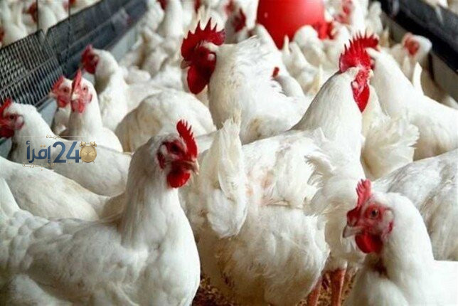 مصر تدرس إطلاق بطاقة تموين للدواجن والبيض لتعزيز الدعم والرقابة