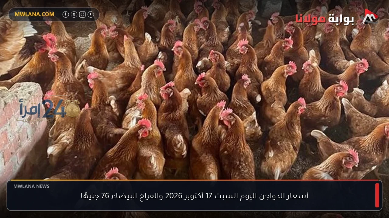 أسعار الدواجن اليوم السبت 17 أكتوبر 2026 تستقر عند 76 جنيهًا للفراخ البيضاء