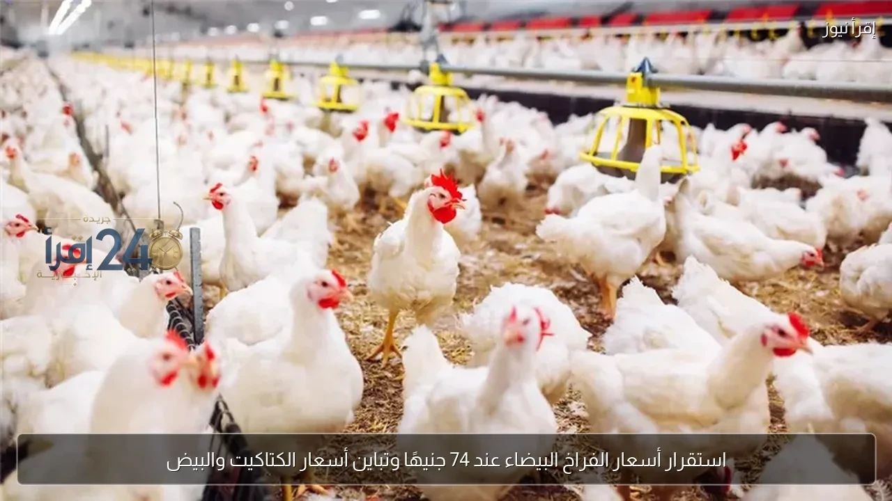 استقرار أسعار الفراخ البيضاء عند 74 جنيهًا وتباين في أسعار الكتاكيت والبيض