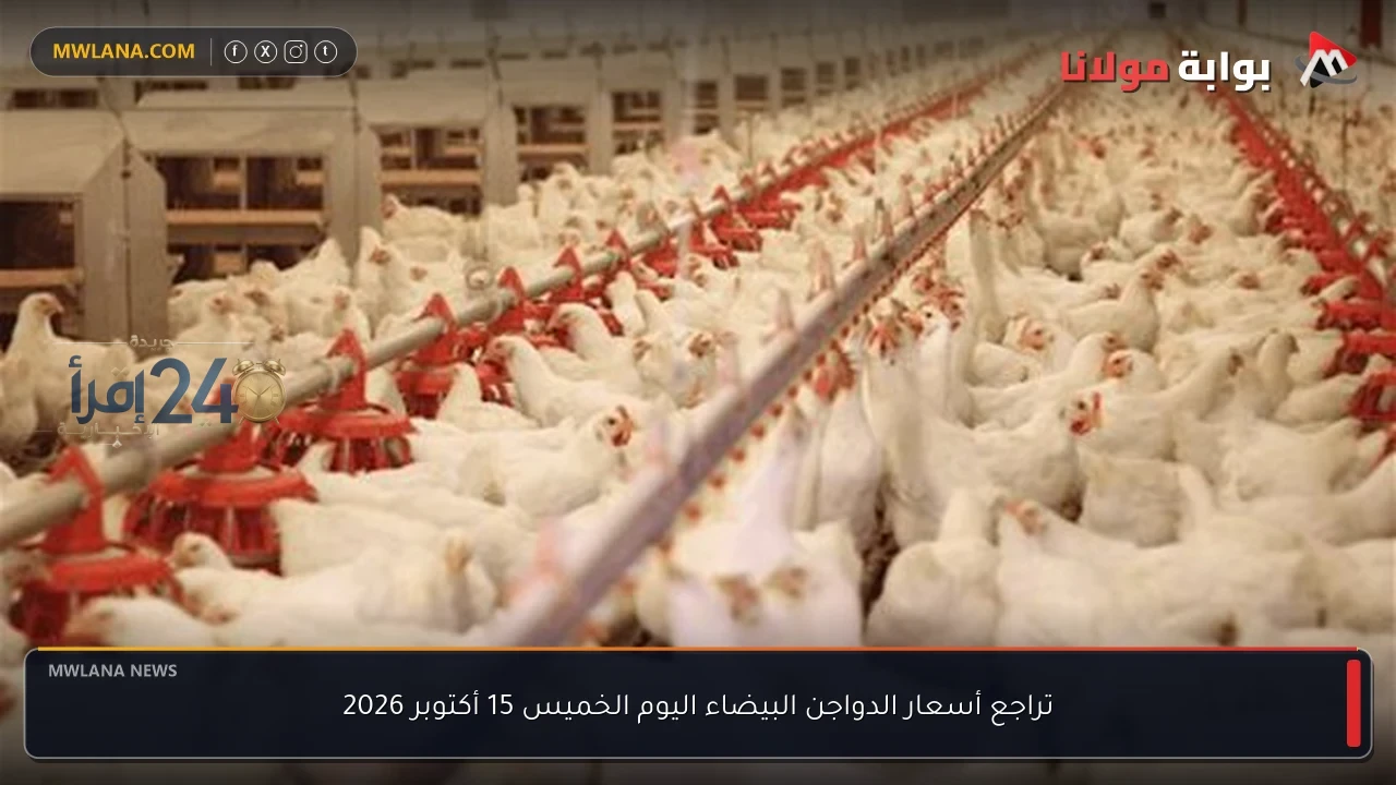 تراجع أسعار الدواجن البيضاء اليوم الخميس 15 أكتوبر 2026
